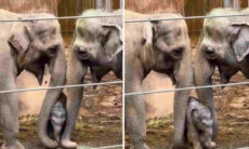Vídeo fofo: mamãe e papai elefantes paparicam seu filhote