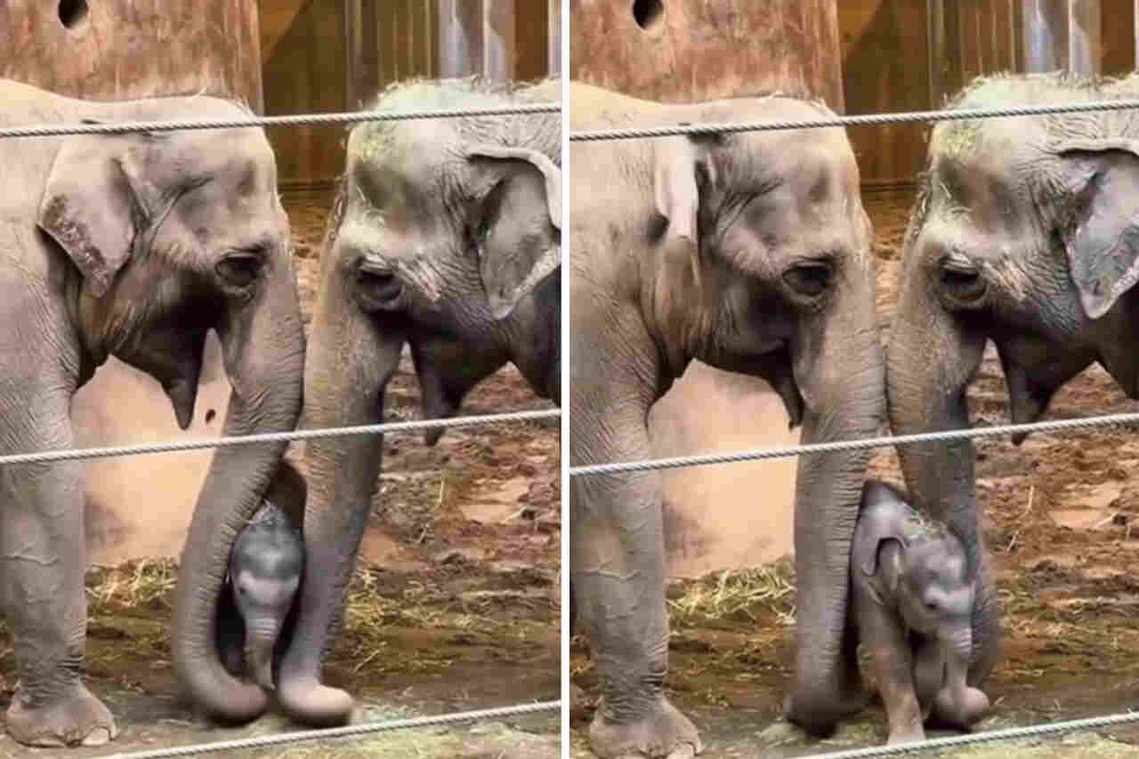 Roztomilé video: maminka a tatínek sloni rozmazlují své slůně