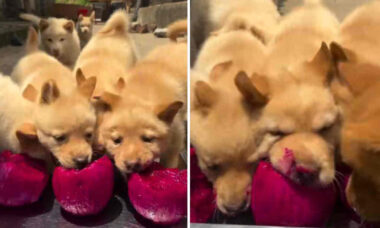 Vídeo hilário: cãezinhos gulosos comendo pitaia vão alegrar seu dia