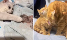 Vídeo fofo registra como gatas são mães exemplares