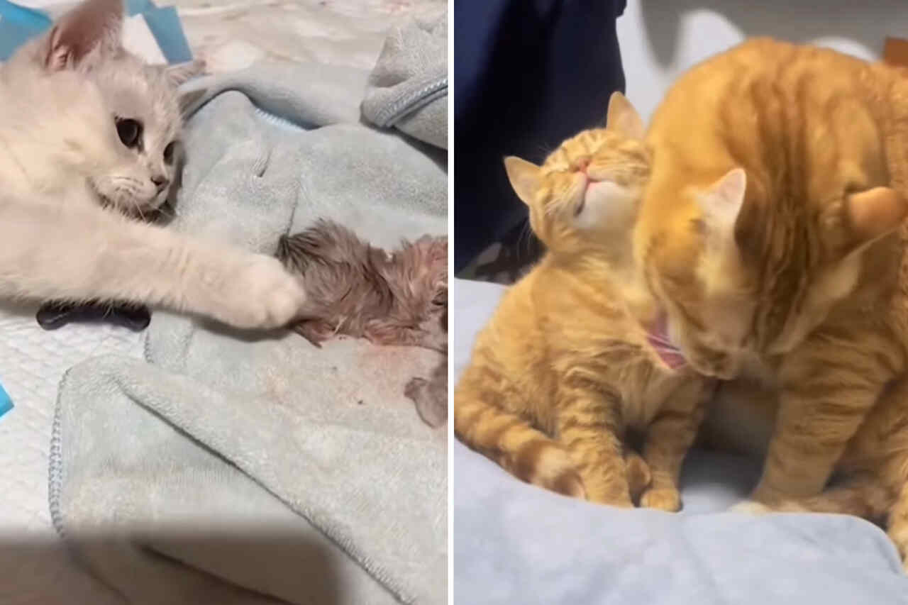 Vídeo fofo registra como gatas são mães exemplares
