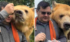 Vídeo fofo registra urso gigante sendo alimentado como um bebê humano