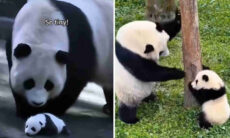 Vídeo fofo registra nascimento e primeiros meses de vida de um panda