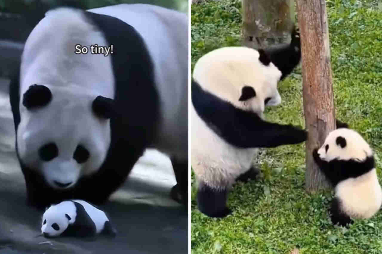 Roztomilé video zachycuje narození a první měsíce života pandy