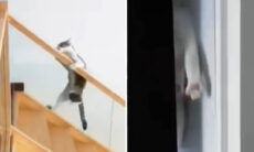 Vídeo hilário mostra gatos desafiando a lei da gravidade