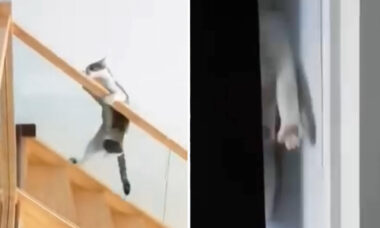 Vídeo hilário mostra gatos desafiando a lei da gravidade