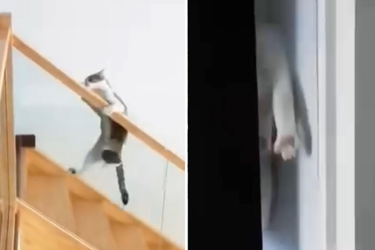 Roligt video visar katter som utmanar gravitationens lagar