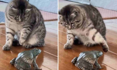 Vídeo hilário: gato não decide se briga ou se foge de sapo