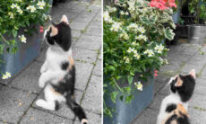 Vídeo fofo registra encontro de gatinho com borboleta