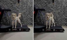 Vídeo hilário: alguém precisa ensinar a esse cão como usar a esteira corretamente