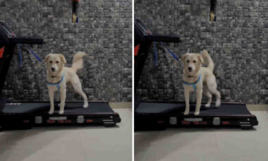 Vídeo hilário: alguém precisa ensinar a esse cão como usar a esteira corretamente