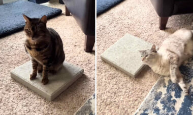 Nova trend do TikTok: tutores compram lajes de concreto para seus gatos