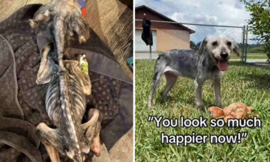 "Não achávamos que sobreviveria": a história da cadela que superou os maus-tratos