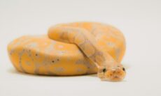 Cobra entra em avião e provoca atraso de duas horas na Austrália