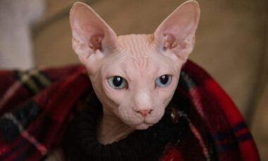 Confira 11 raças e descubra o charme único dos gatos sem (ou com pouco) pelo