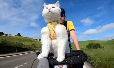 Quer circular de bike com seu gato por aí? Confira dicas de especialista