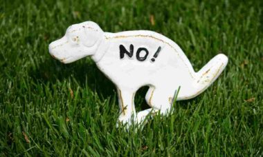 Saúde animal e humana em risco: estudo chocante revela perigos das fezes de cães em locais públicos