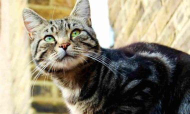 Final feliz na China: gato 'leiloado' para pagar dívidas do dono encontra um novo lar