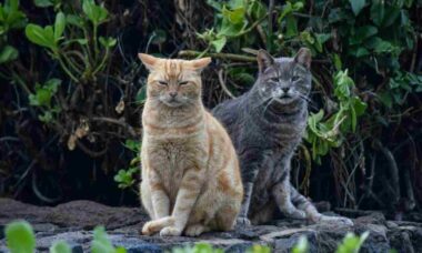 Descoberta rede que tortura gatos e vende conteúdo online