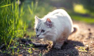 Conheça a razão por trás do balanço de quadril dos gatos, segundo especialista