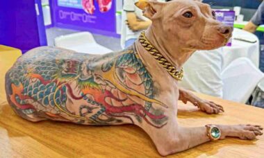 Cão tatuado na China gera indignação e debate sobre a proteção animal