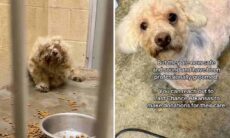 Cães encontrados ao lado de dono morto exibem os desafios do resgate animal