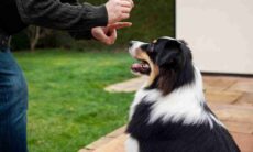 Estudo mostra como a pandemia afetou a capacidade de aprendizagem dos cães
