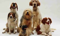 Confira as 8 melhores raças de cães para donos de primeira viagem e idosos