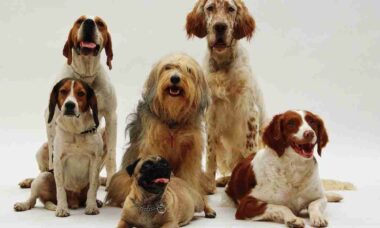 Confira as 8 melhores raças de cães para donos de primeira viagem e idosos