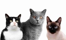 Confira 7 raças de gatos fofos que se comportam como cachorros, segundo especialistas