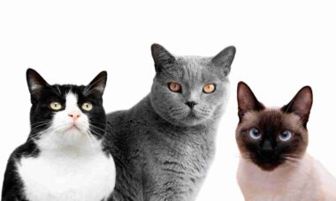 Confira 7 raças de gatos fofos que se comportam como cachorros, segundo especialistas