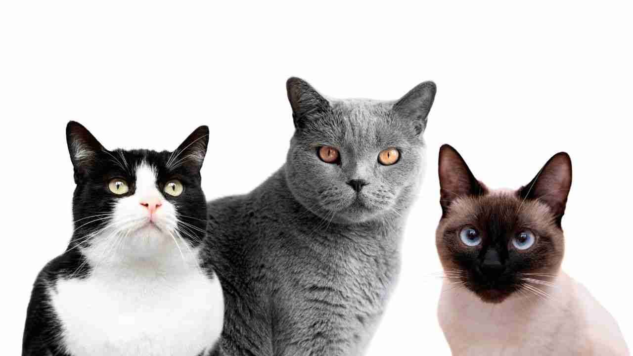 Confira 7 raças de gatos fofos que se comportam como cachorros, segundo especialistas