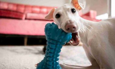Estudo revela que os cães entendem a função de seus brinquedos