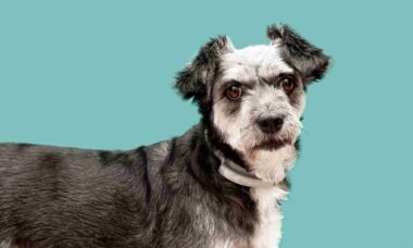 Estudo com 47 mil cães revela como o comportamento muda com a idade