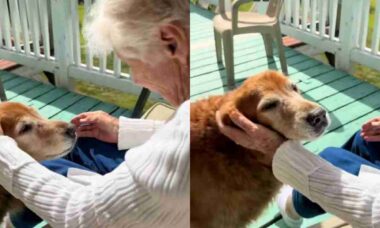 História da golden retriever de 13 anos e sua melhor amiga de 96 comove a internet