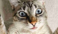 Gato com "lábios humanos" choca a internet e gera debate sobre saúde felina