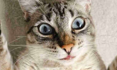 Gato com "lábios humanos" choca a internet e gera debate sobre saúde felina