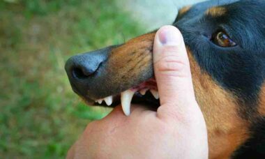 Mulher morre após ser mordida por cão ao tentar separar briga por nugget