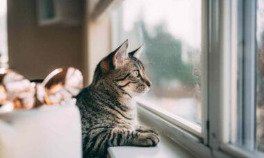 Guia de proteção: confira dicas essenciais para garantir a segurança do seu gato em casa