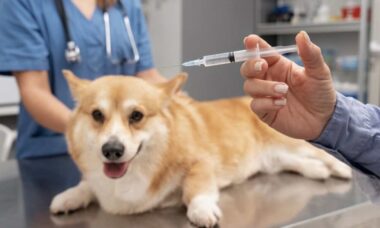 Vacina para cães causa autismo? Especialistas desvendam o mito e alertam para os perigos