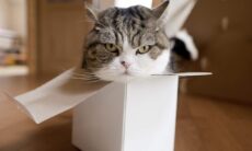 Recordista do Guinness: gato que conquistou a internet se espremendo em caixas morre aos 18 anos
