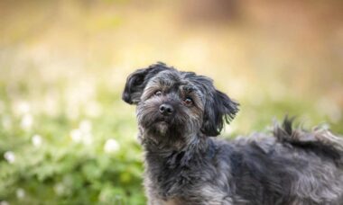 Seu melhor amigo: as melhores raças de cães para reduzir o estresse e viver mais