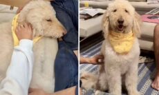 Final feliz inesperado: cão à beira da morte se recupera milagrosamente e choca família