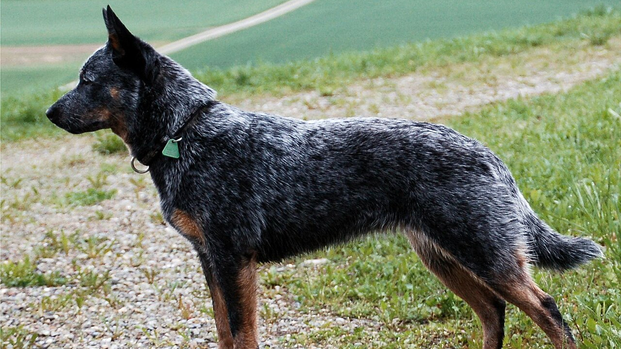 Australian cattle dog - Wikimedia Commons