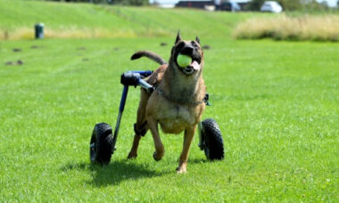 Cão com deficiência