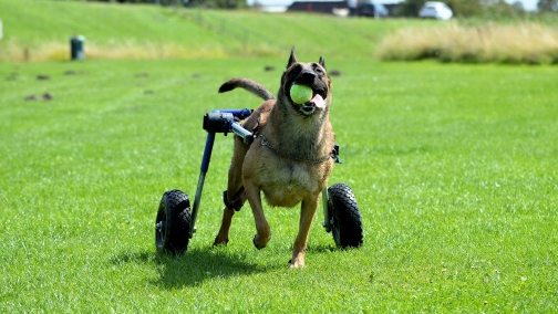 Cão com deficiência