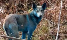 Cão com pelagem azul na região de Chernobyl
