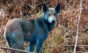 Cão com pelagem azul na região de Chernobyl