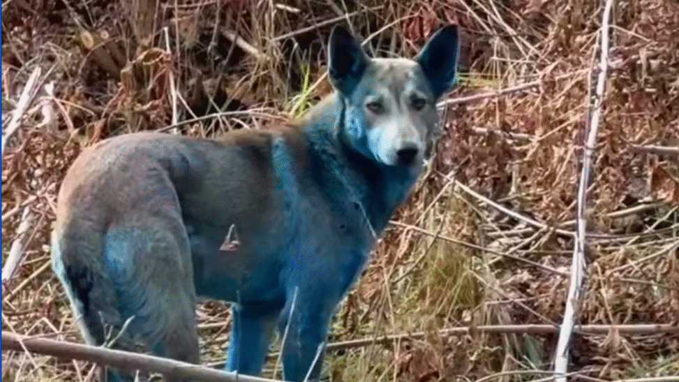 Cão com pelagem azul na região de Chernobyl