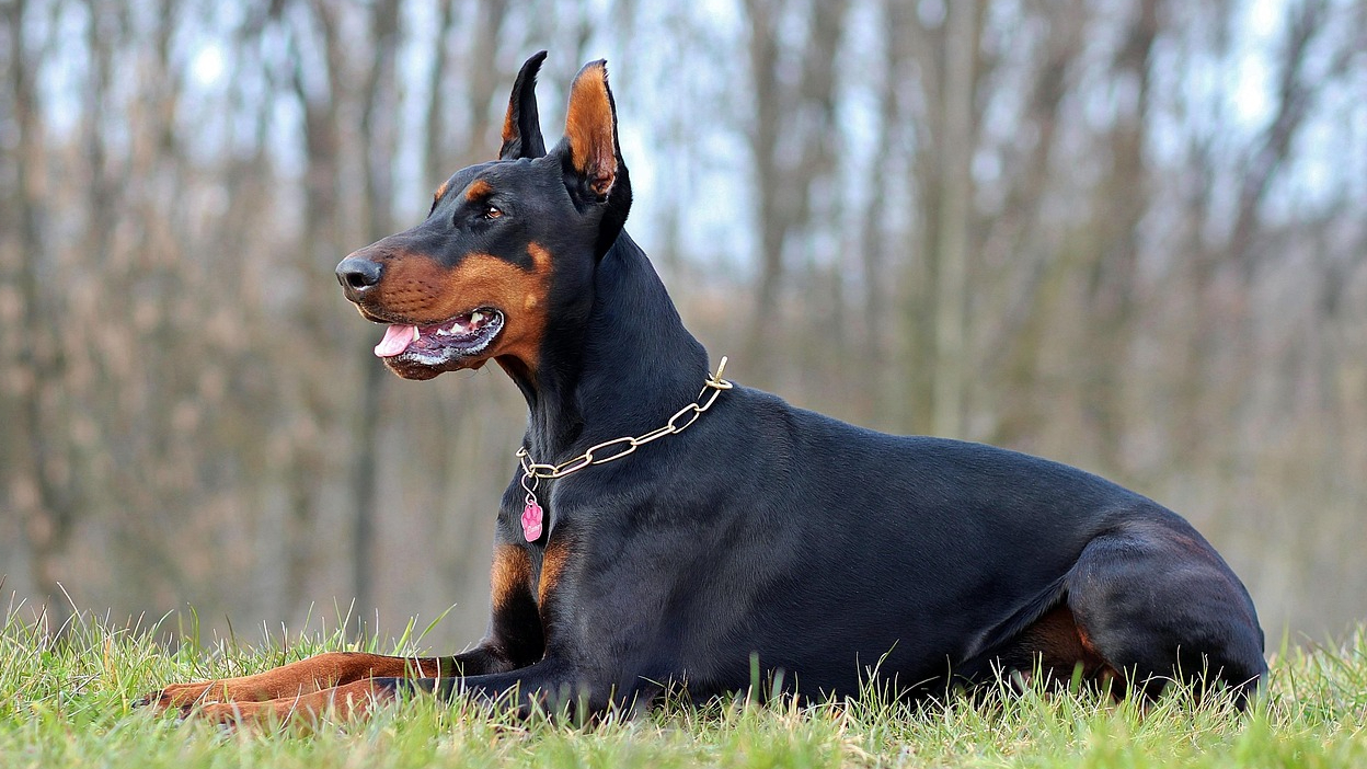 Doberman Pixabay